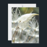 Dandelion Seeds Embrace Sensual Nature Postcard<br><div class="desc">Dandelion seeds appear to embrace in this sexy, sensual, nature postcard. He walked up behind me, wrapped his arms around me, and rested his chin upon my head. One of my personal favorites, HUG is a photo of friendship, kindness, comfort, and love. Postcard Prints are high end, sturdy and glossy,...</div>