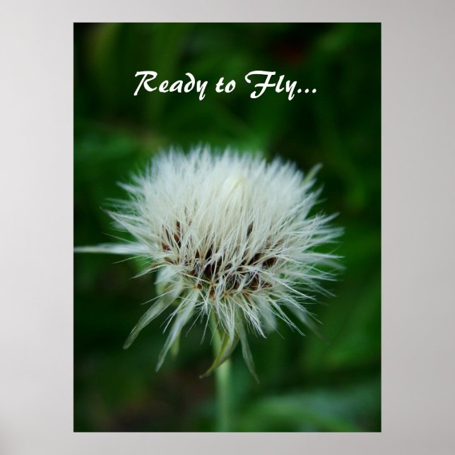 dandelion seeds head, ready to fly poster (Front)