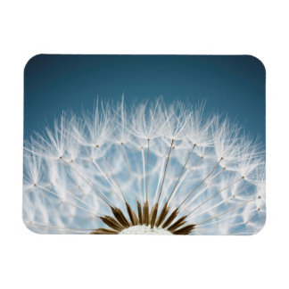 Dandelion Seeds Magnet