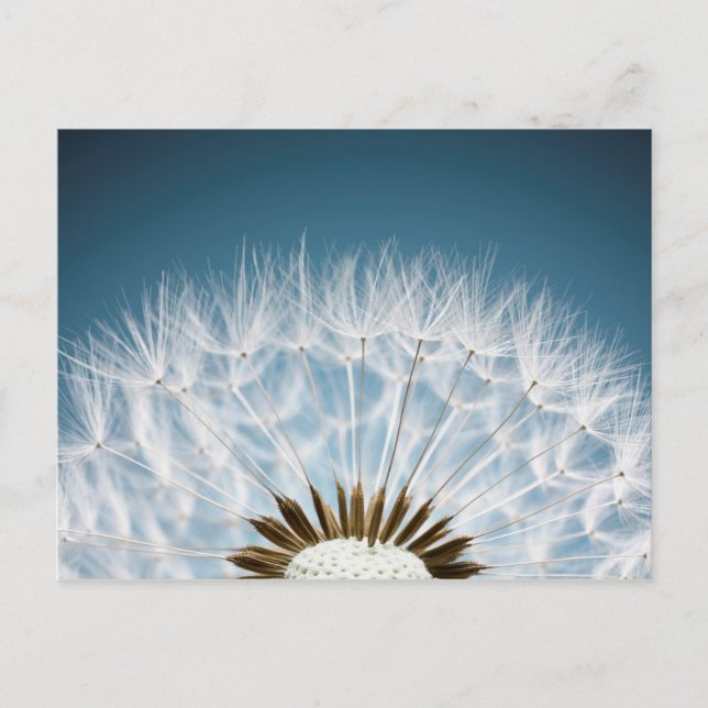 Dandelion Seeds Postcard (Front)