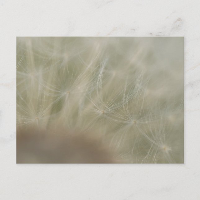 Dandelion Seeds Postcard (Front)
