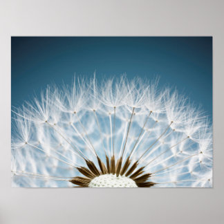 Dandelion Seeds Poster