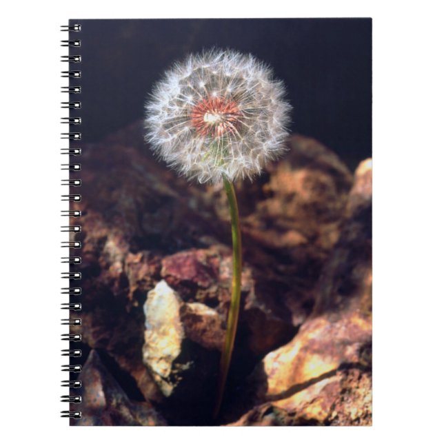 Dandelion Spiral Notebook (Front)