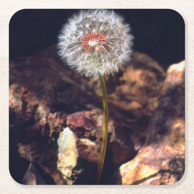 Dandelion Square Paper Coaster (Front)