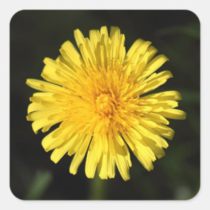 Dandelion Square Sticker