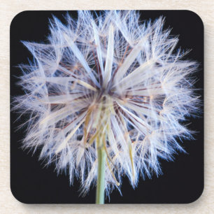 Dandelion (Taraxacum Officinale) Seed Head Coaster