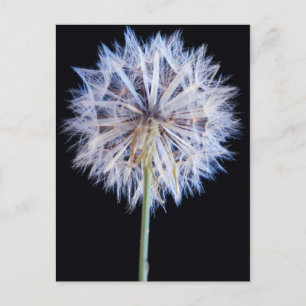 Dandelion (Taraxacum Officinale) Seed Head Postcard