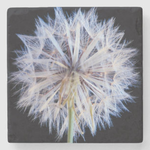 Dandelion (Taraxacum Officinale) Seed Head Stone Coaster