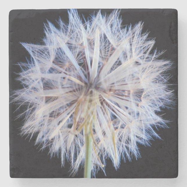 Dandelion (Taraxacum Officinale) Seed Head Stone Coaster (Front)
