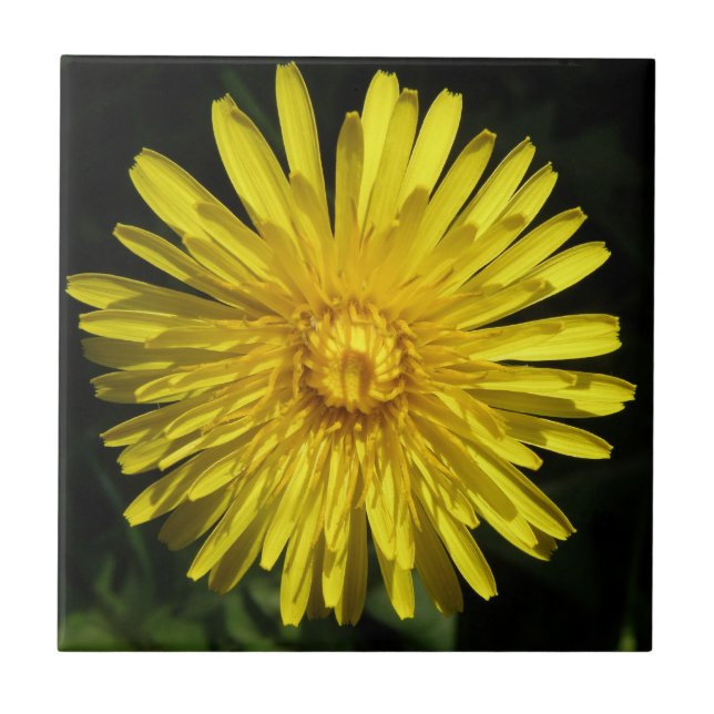 Dandelion Tile (Front)