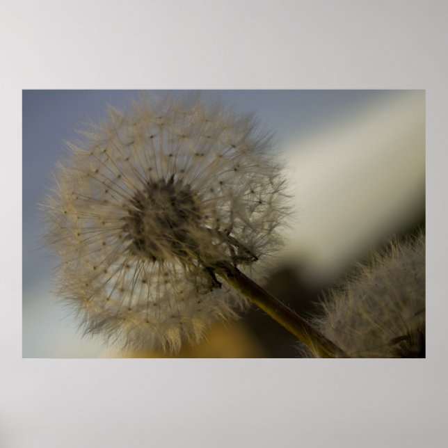 Dandelion Whine fine art print (Front)