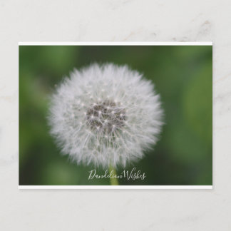 Dandelion wishes Postcard