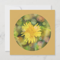 Dandelion with Colourful Bokeh on Indian Yellow
