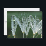 Dandelion With Dew Drops Playful Nature Postcard<br><div class="desc">Dandelion seeds chase after drops of dew just like kids playing Monkey in the Middle in this playful, soothing, nature spirit story. Remember Monkey in the Middle? Or Marco Polo? That's what I see in this dandelion photograph. :) Poofs competing for the ball, tossing it into the air, bumping into...</div>