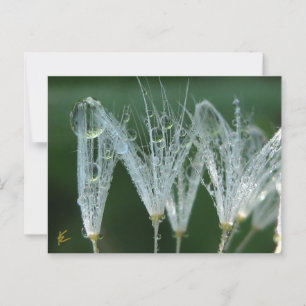 Dandelion With Dew Drops Playful Nature Postcard