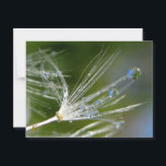 Dandelion With Dew Peaceful, Elegant, Nature  Postcard<br><div class="desc">Dew drops on a dandelion reflect the world around them in this beautiful, peaceful, nature themed postcard. I am utterly amazed, and once again humbled, by magical, poignant nature! Six worlds, SIX, right inside this teeny tiny seed! One dandelion seed, holding six balls of light, and each one of those,...</div>