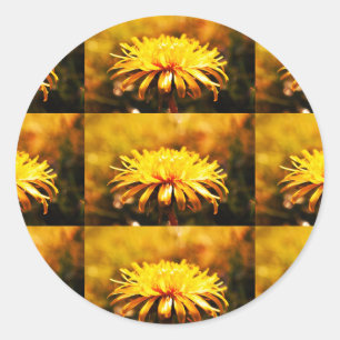 Dandelion Yellow Blossoms Flowers Vines Spring Classic Round Sticker