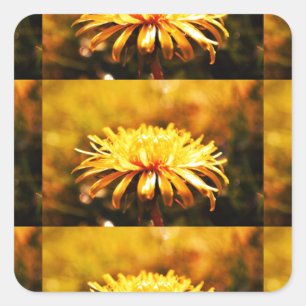 Dandelion Yellow Blossoms Flowers Vines Spring Square Sticker