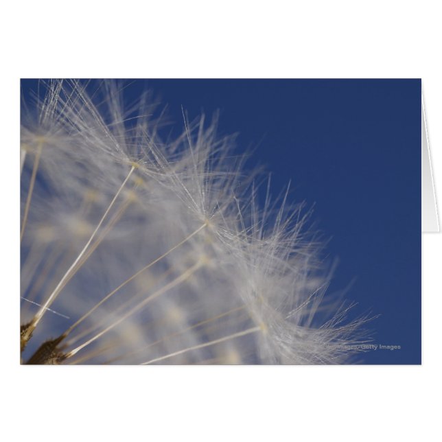 Dandelions (Front Horizontal)