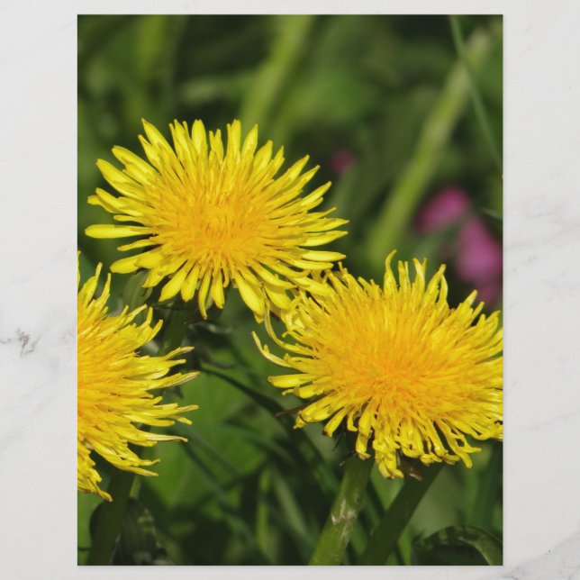 Dandelions (Front)
