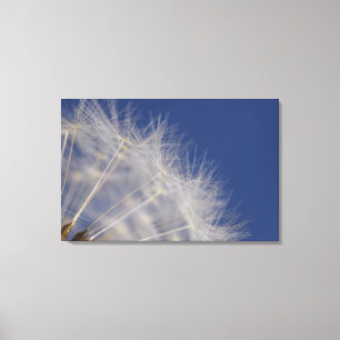 Dandelions Canvas Print