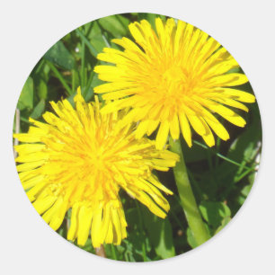 Dandelions Classic Round Sticker