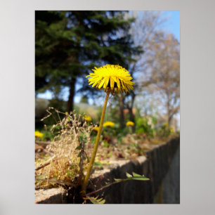 Dandelions in the sunshine poster
