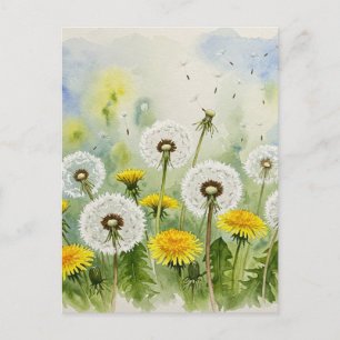 Dandelions Postcard