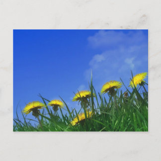 Dandelions Postcard