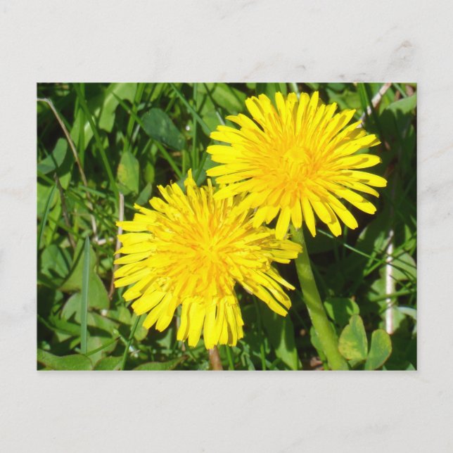 Dandelions Postcard (Front)