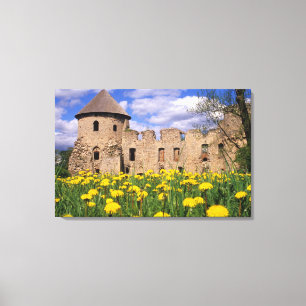 Dandelions surround Cesis Castle in central Canvas Print