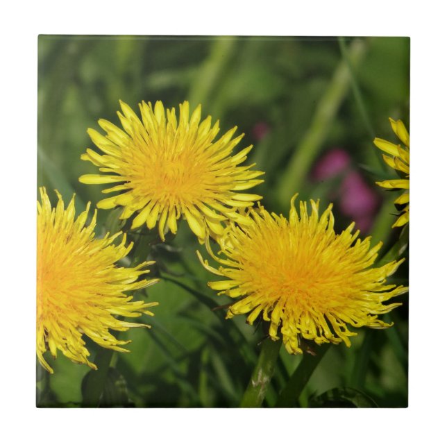 Dandelions Tile (Front)