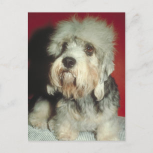 Dandie Dinmont Terrier Postcard