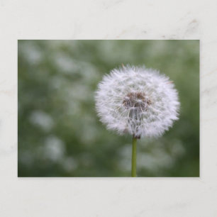 Dandiliion postcard