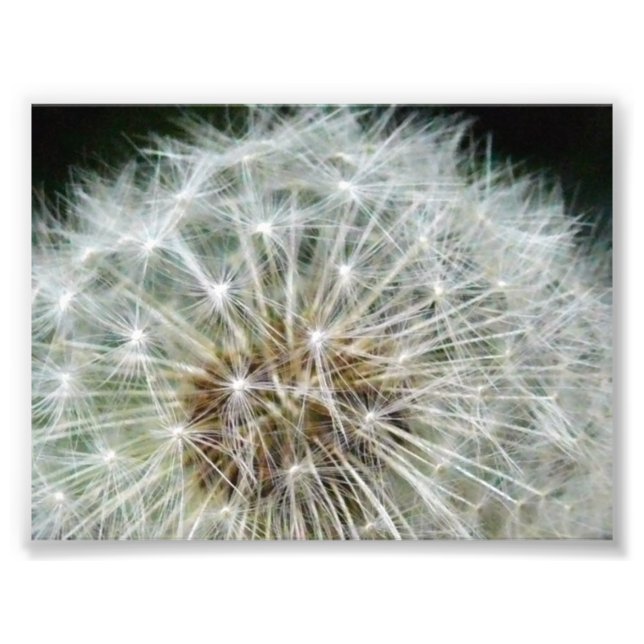 dandilion photo print (Front)
