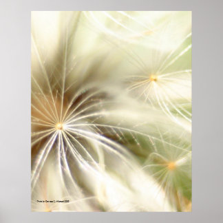 Dandilion Poster