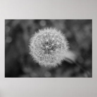 Dandilion Poster