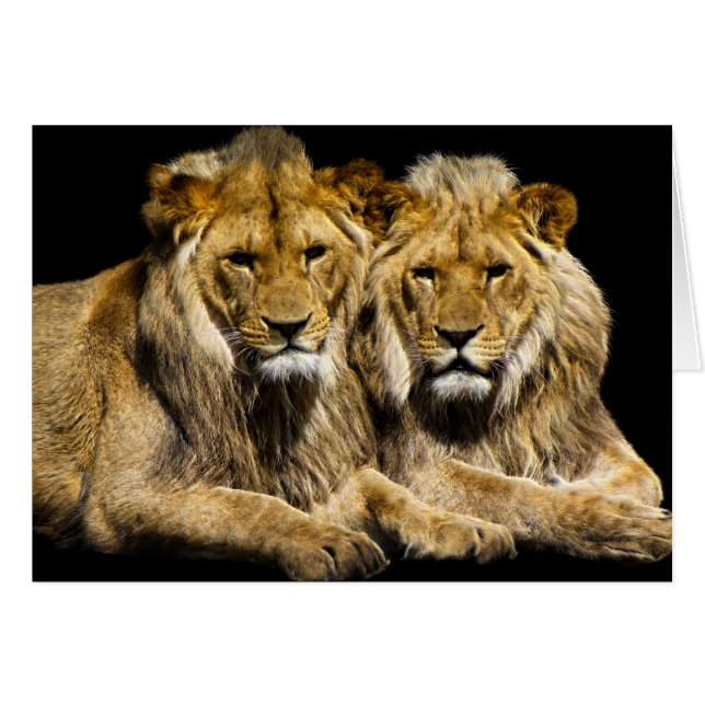Dangerous Predator Lions (Front Horizontal)