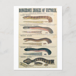 Dangerous Snakes of Victoria Australia Postcard