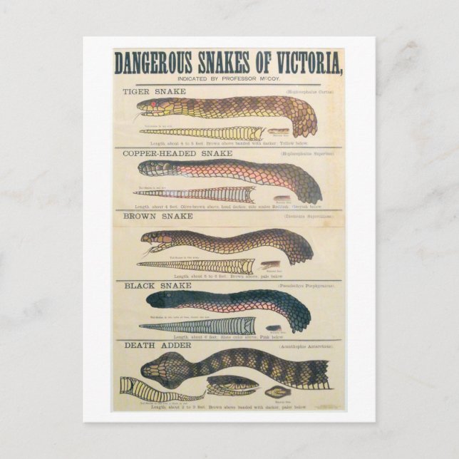 Dangerous Snakes of Victoria Australia Postcard (Front)