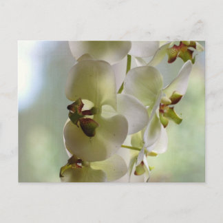 Dangling Orchids Postcard