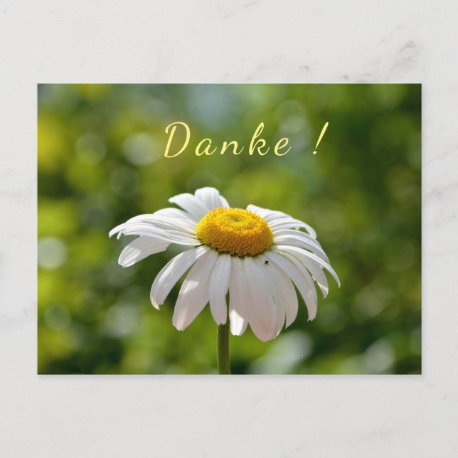Danke mit einer Margerite Postcard (Front)