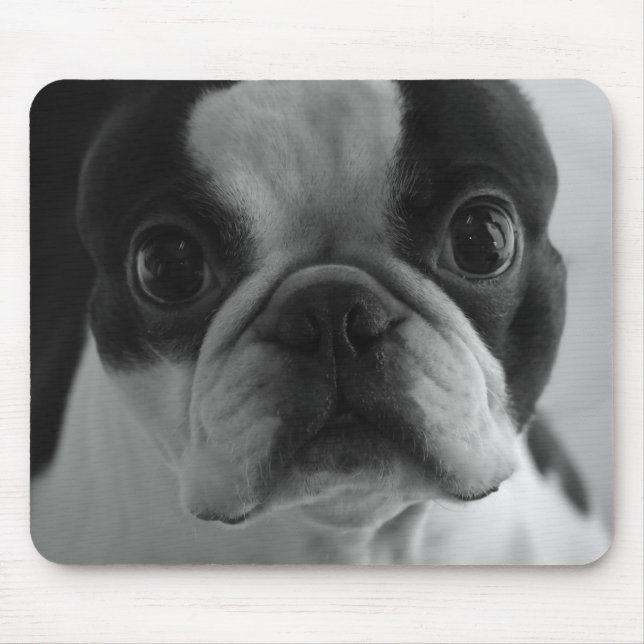Danson Boston Terriers Mouse Pad (Front)