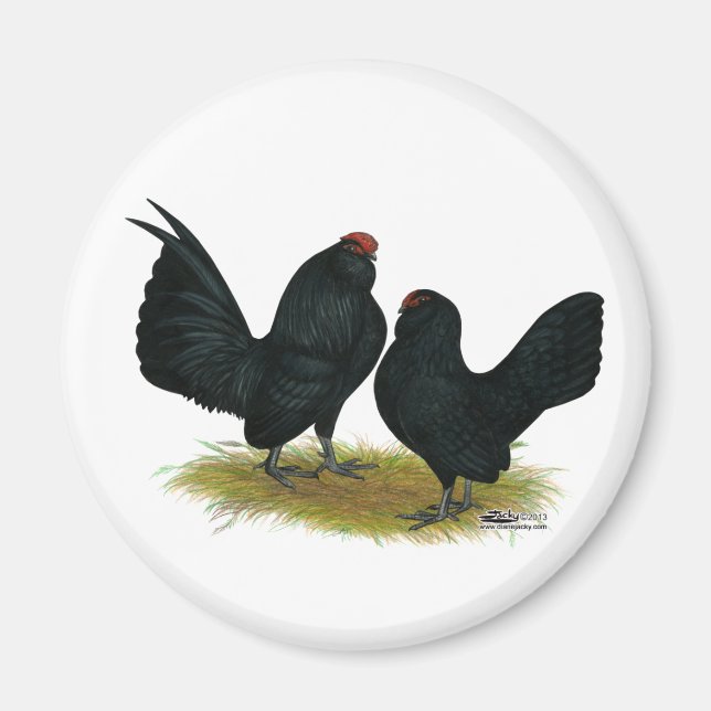D'Anvers Black Bantams Magnet (Front)