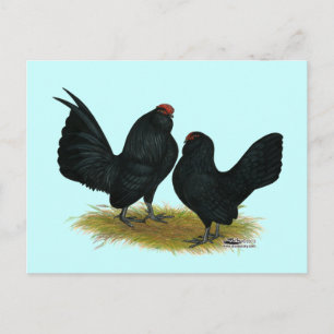 D'Anvers Black Bantams Postcard