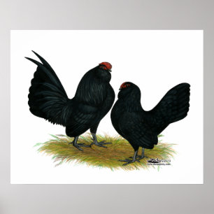 D'Anvers Black Bantams Poster