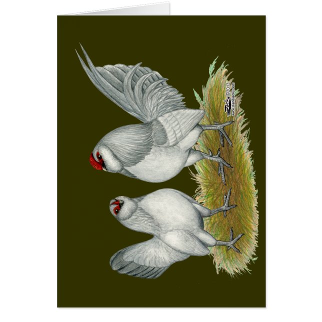 D'Anvers Self Blue Bantams (Front)