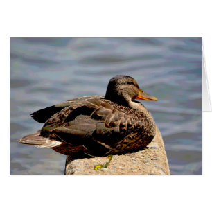 Dapper Duck