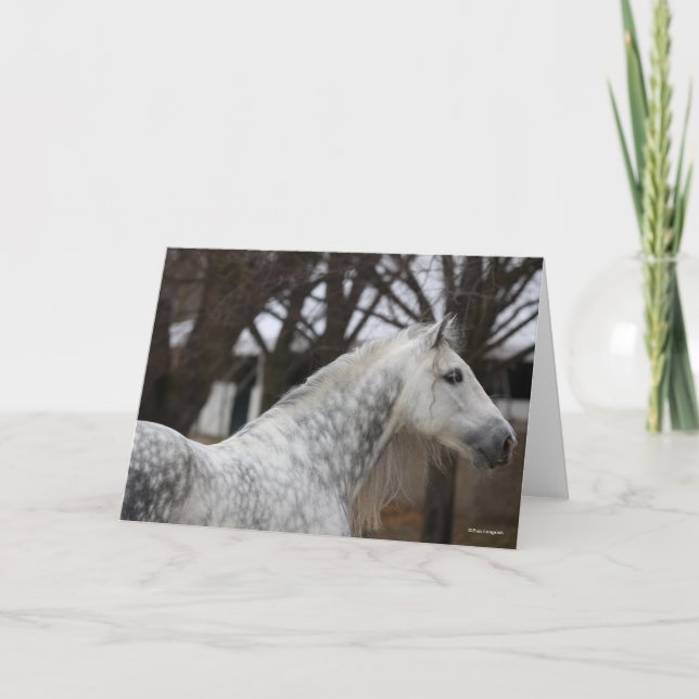 Dapple Grey Andalucian Stallion Headshot Card (Front)