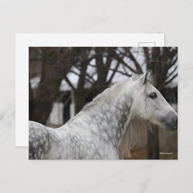 Dapple Grey Andalucian Stallion Headshot Postcard (Front/Back)